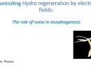 controlling hydra regeneration by