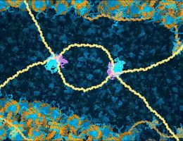 dna break repair by homologous