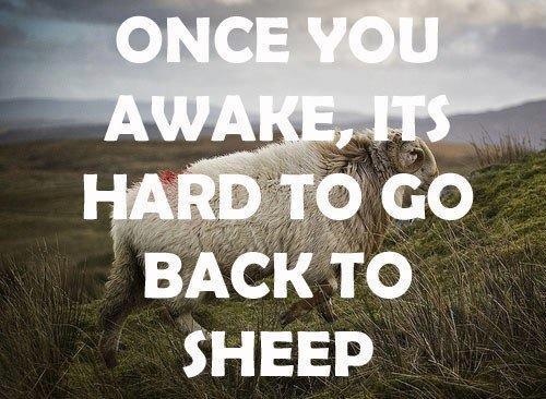 sheep1